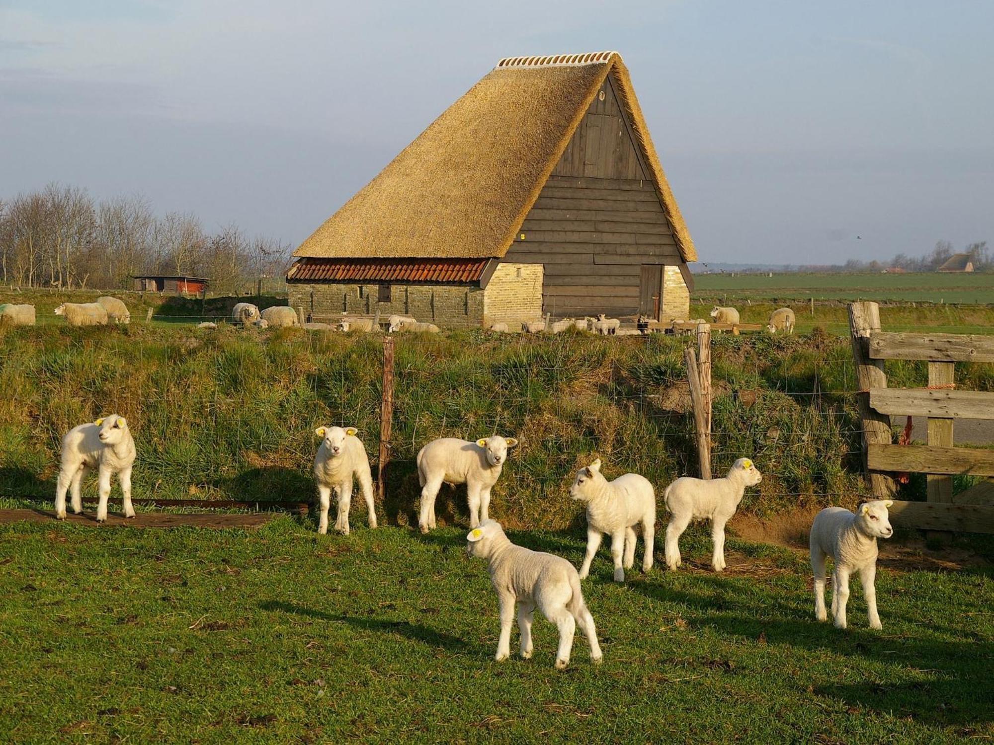 Great Farmhouse In De Cocksdorp With Garden Dış mekan fotoğraf
